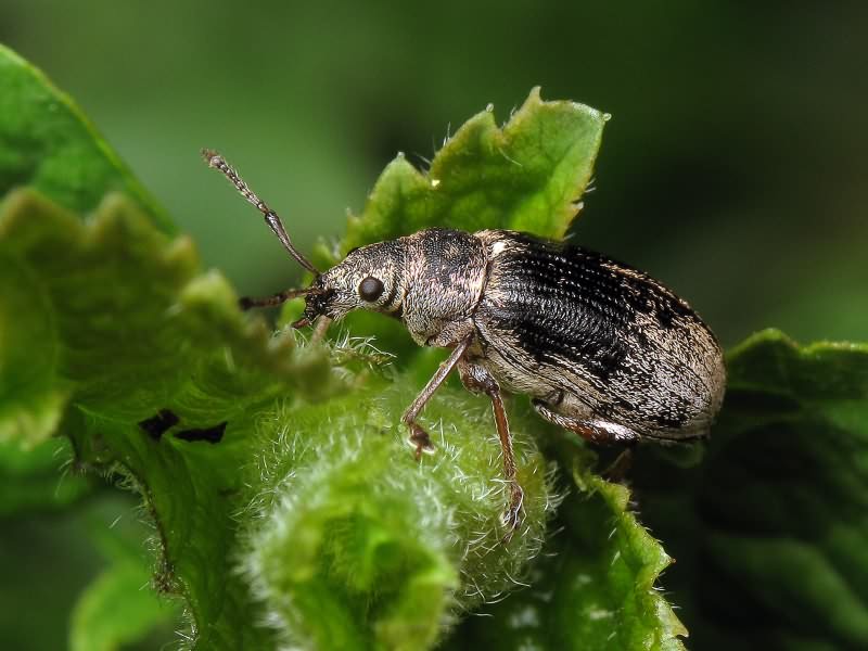 Phyllobius pyri (Linnaeus, 1758)
